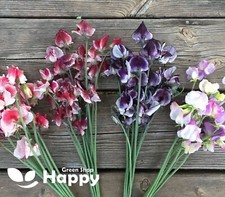 SWEET PEA - RIPPLE MIX - 15 SEEDS - Lathyrus odoratus - APPEALING BLOSSOM FLOWER