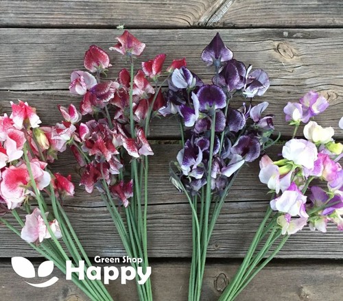 Sweet pea ripple mix 15 - sweet,
