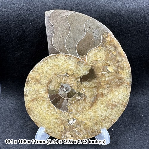 Polished ammonite fossil - polished,