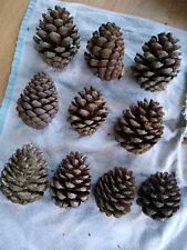 Fir Cones Monterey Pine Extra Large Size x10