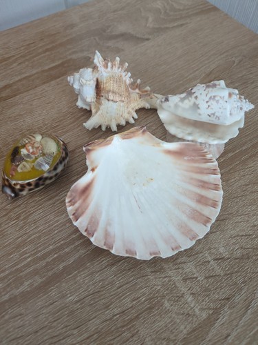 Vintage sea shell lot - sea,