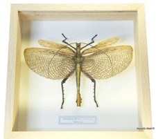 REAL MOUNTED FRAMED INSECT -
