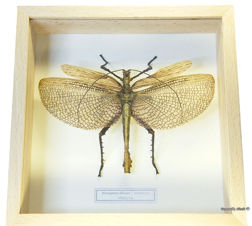 Real mounted framed insect - real,
