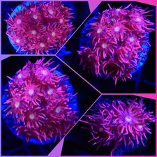 SHA Yellow Centre Pink