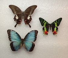 Morpho Butterfly Set Specimen