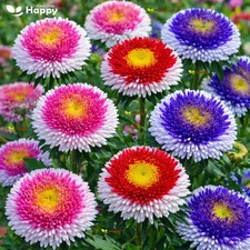 Pompon Aster Hi-no-maru Mixed
