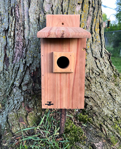 Traditional cedar bluebird - traditional,