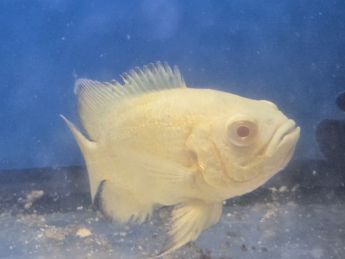 Yellow oscar top breed - yellow,