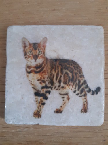Bengal cat single - single, natural