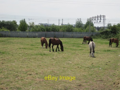 Photo 6x4 horses - in, field