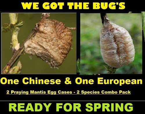 European 1 chinese praying - 1,