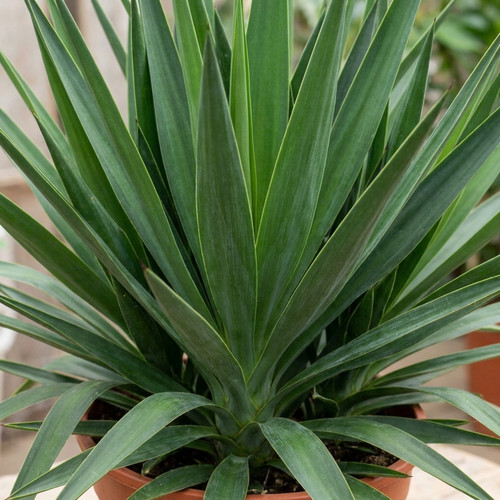 Yucca elephantipes spineless - 1,