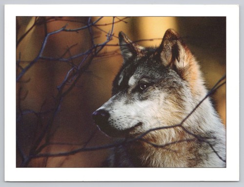 Postcard wolves their - wolves,