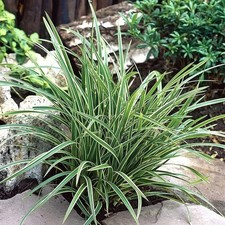 Carex Morrowii 'Ice Dance'