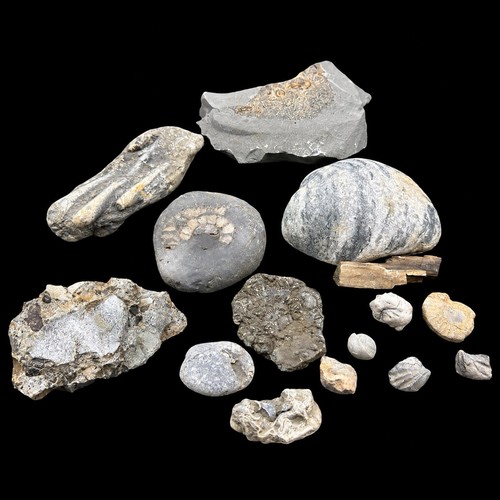 1kg british fossil - fossil, mix