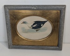 History of British Birds Print: Duck Waterfowl Rev F.O. Morris Framed Picture