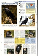 Jackdaw #63 Birds Wildlife Fact File Fold-Out Card