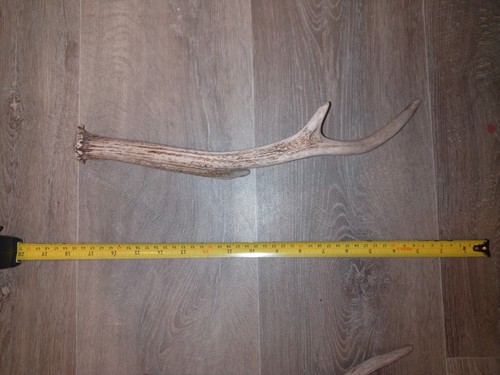 Sika deer antler - sika, x1