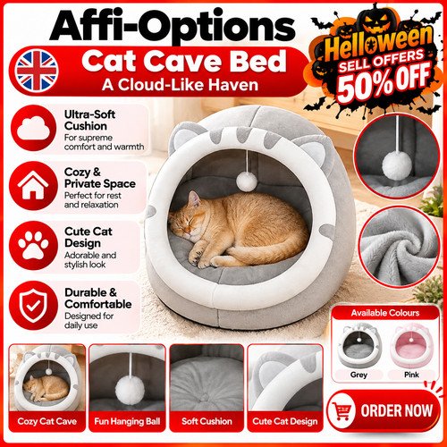 Pet cute cat warm - pet,
