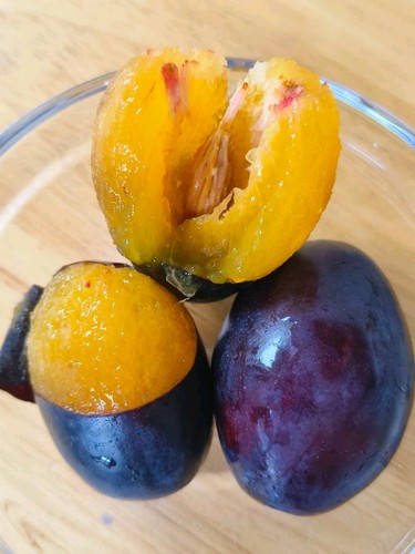 Common plum seeds - common,