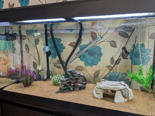 Fluval roma 200l fish tank - roma,