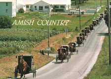 Postcard Amish Country Horse