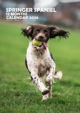 Springer Spaniel A3 2026