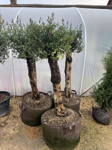 Olive trees pots - in,