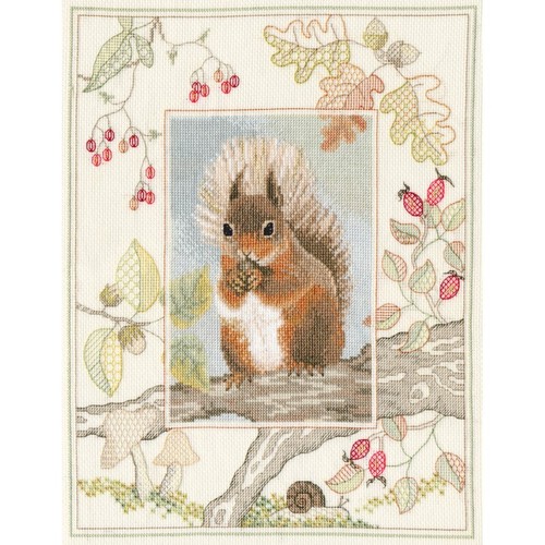Wildlife red squirrel - -,