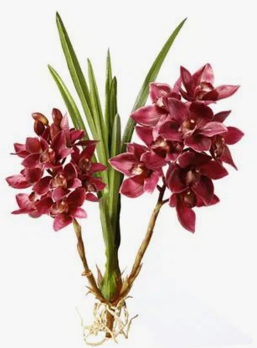 Realistic orchid cymbidium - realistic,