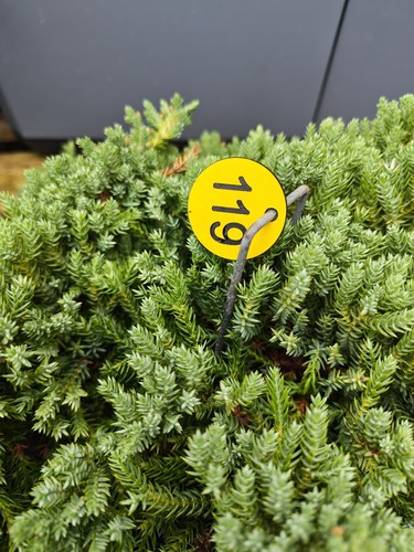 Bonsai tree project 119 - project,