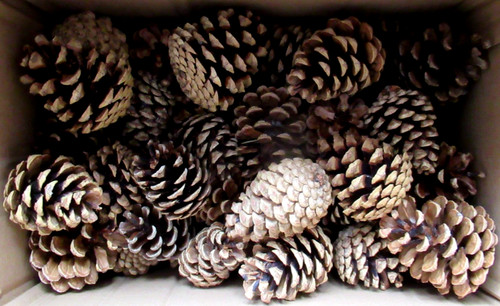 Natural pine cones mixed - natural,