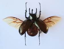 Chalcosoma Atlas Keyboh Beetle