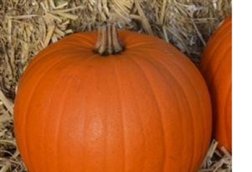 Pumpkin mini plug - 6,
