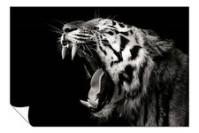 Black & White Yawning Tiger