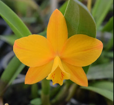 Cattleya Valda orchid plant