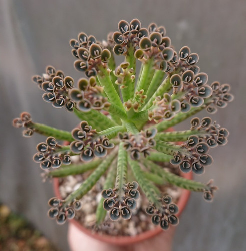 Kalanchoe tubiflora mother - tubiflora|mother, of
