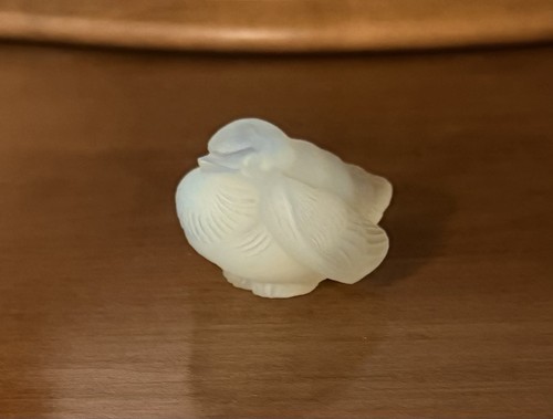 Sabino opalescent bird sparrow - bird,