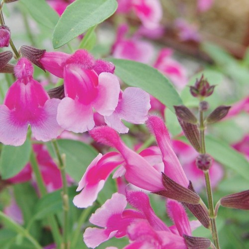 Salvia dayglow hardy - salvia,