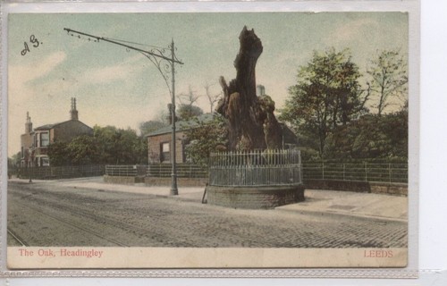 The oak - (klj6197),