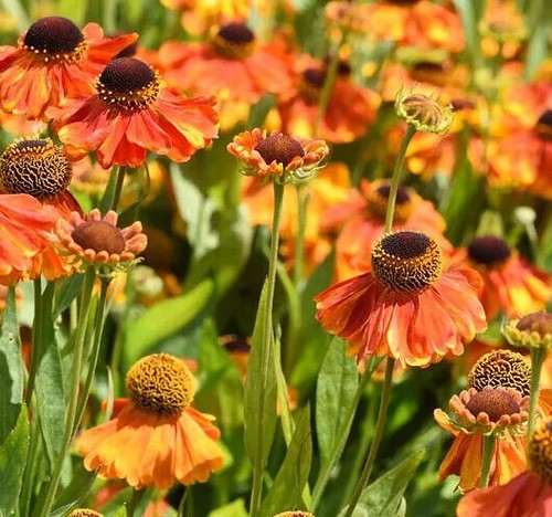 Seeds helenium autumnale - seeds,