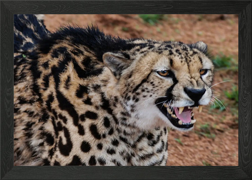Big cat carnivore framed wall - big,