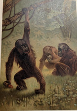 WOODS POPULAR NATURAL HISTORY with 600 ILLUS  Chromolithographic Col plts 1901