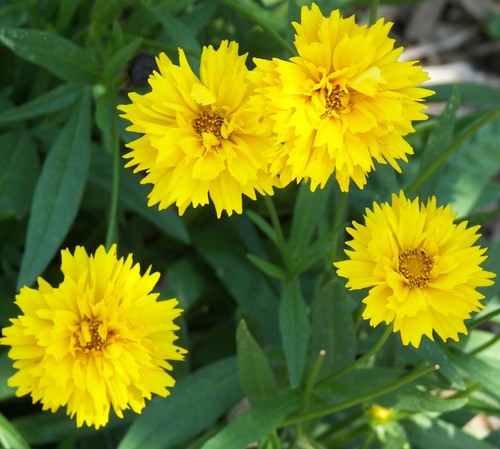 Coreopsis early sunrise - sunrise, *