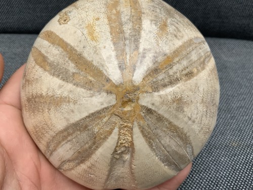 Polished fossil sea urchin - fossil,