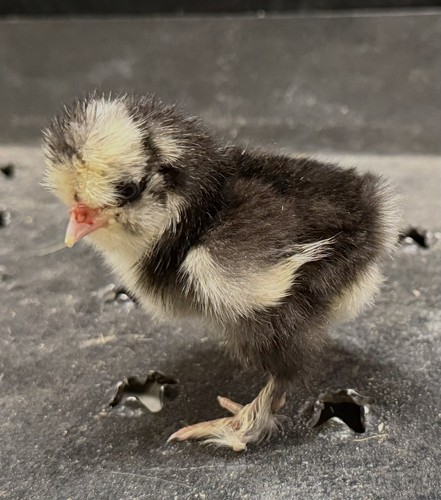 Show quality silkie - 6,