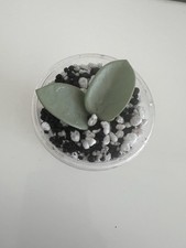 Hoya Mathilde Grey Fairy