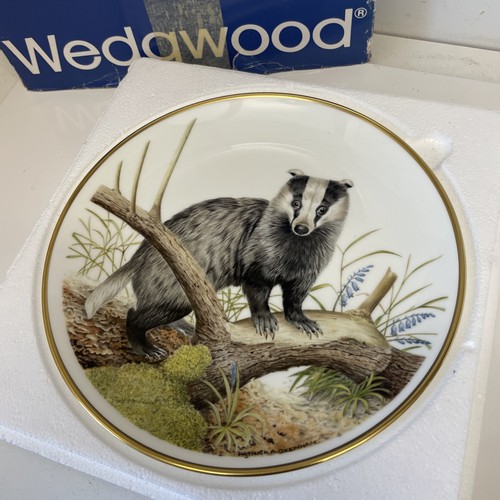 Wedgewood badger wildlife of - badger,