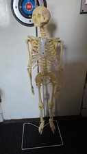 90CM Human Skeleton Moving Model 35" Anatomical Replica 1/2Life Size with Stand