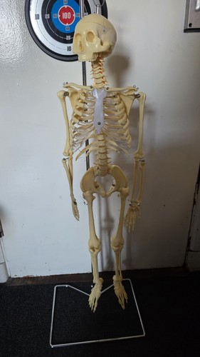 90cm human skeleton moving - 90cm,
